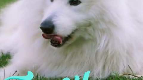 Just a cute Little Fluffy White dog🤣 Funny dog video 2022