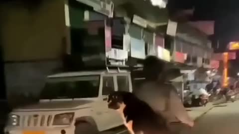 Funny Cat And Dog