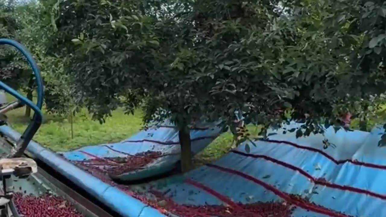 Fruit Harvesting