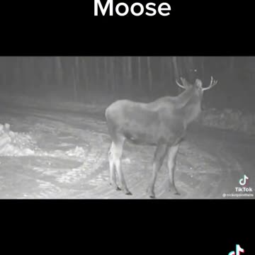 Dogman hunting moose