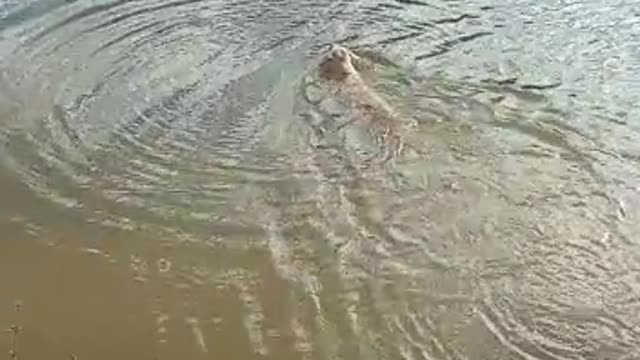 Puppy swimming for the first time