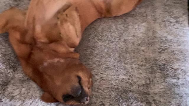 Banjo loves to be swept