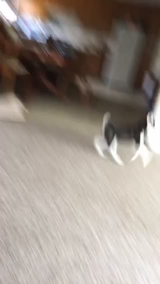 Husky Tries To Get Outside