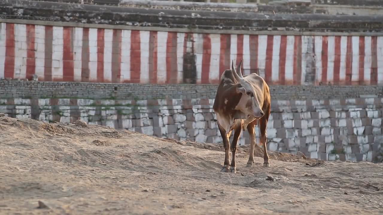 Cow standing in the indian village Hampi, well known for its temples