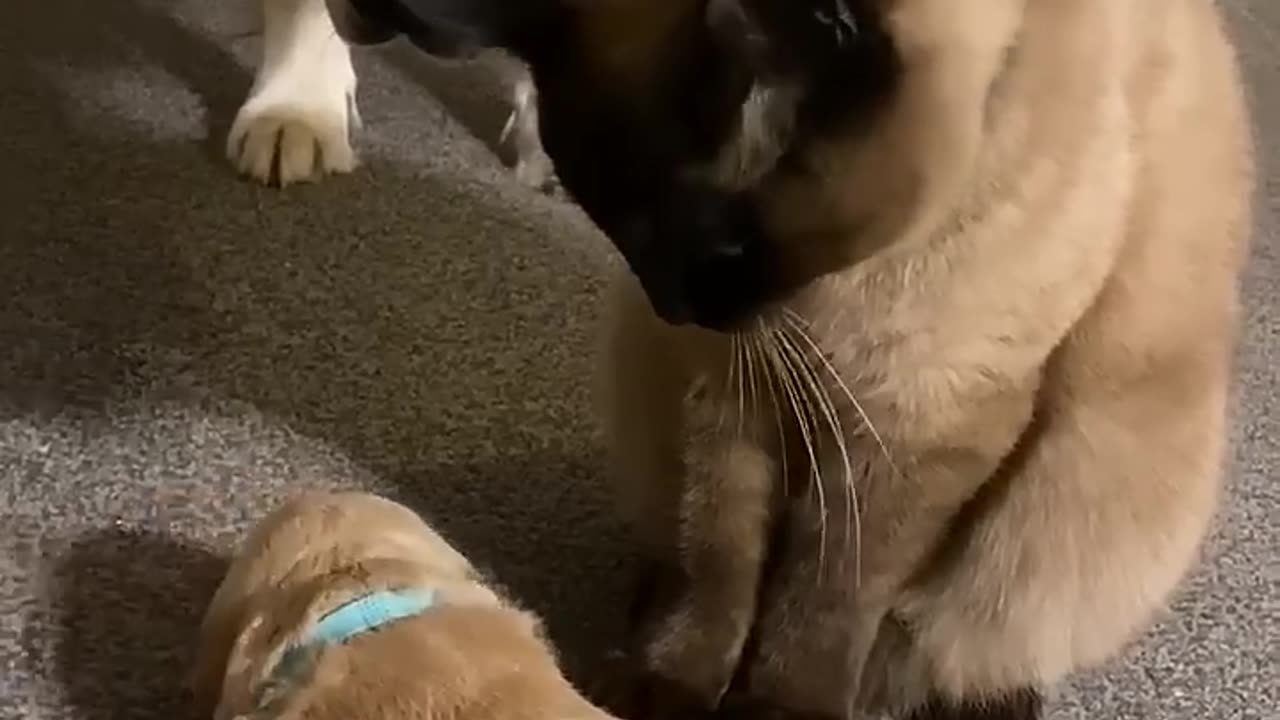 Cat comforts crying puppy while mom takes a break