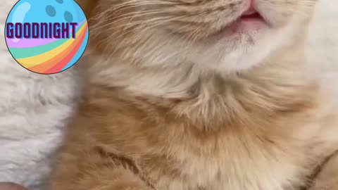 Cute cat compilation