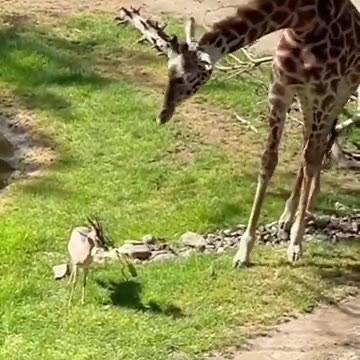 Baby giraffe lending a helping hand to a gazelle