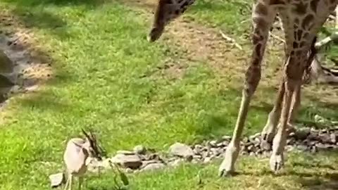 Baby giraffe lending a helping hand to a gazelle
