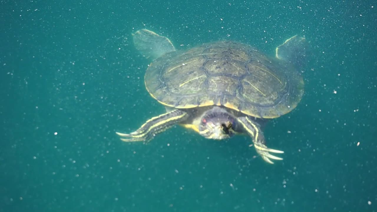 Red-eared Slider Turtles