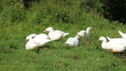 Ducks on green grass