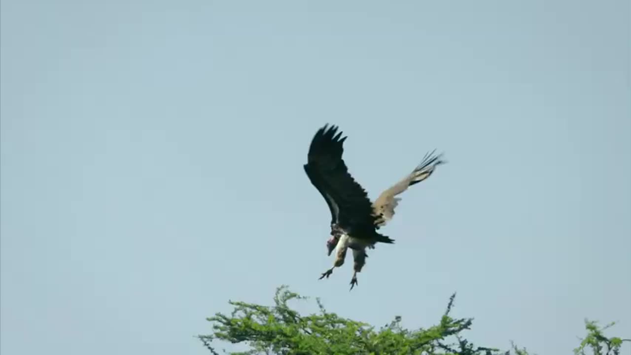 "🦁🍽️ Lion's Feast Surrendered: Aerial Spectacle as Vultures Claim Their Share! 🦅🌿"