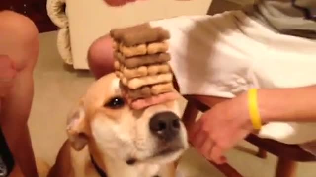 How to play Jenga on your dog COOL VINE!