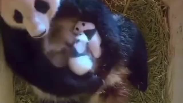 Panda mother and panda baby