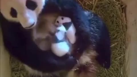 Panda mother and panda baby