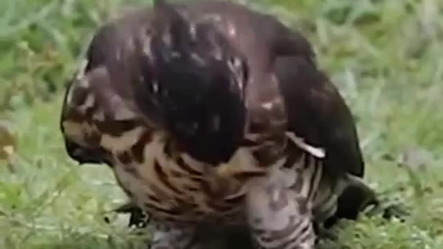 The battle between the eagle and the snake, savage survival.