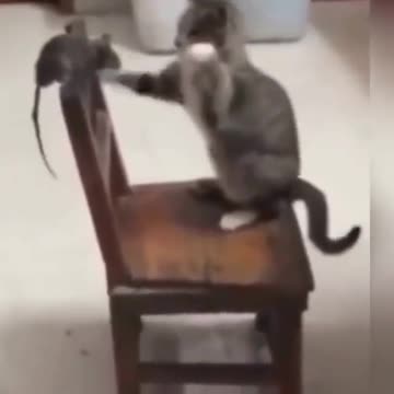 Never playing with the mouse Haha