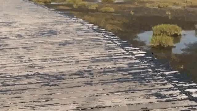 Road To Sea