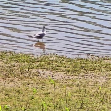 Beautiful seagull stands in the river / a seagull stands in the water.
