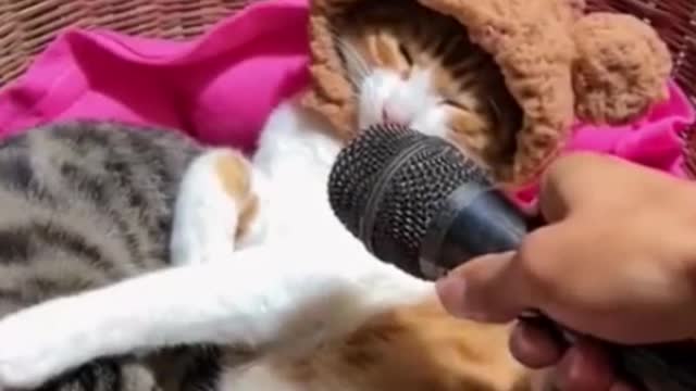 🤣🤣 videos engraçados de gatos e dogs voce vai rir muito #shorts #gatos