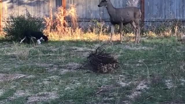 Black white dog runs up to brown deer in outside backyard