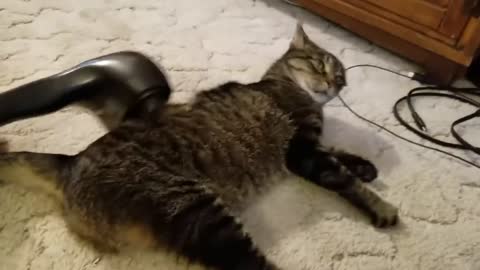 My Cat's Reaction to The Massager