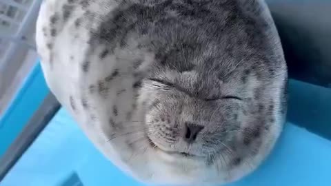 Seal Pup Smile