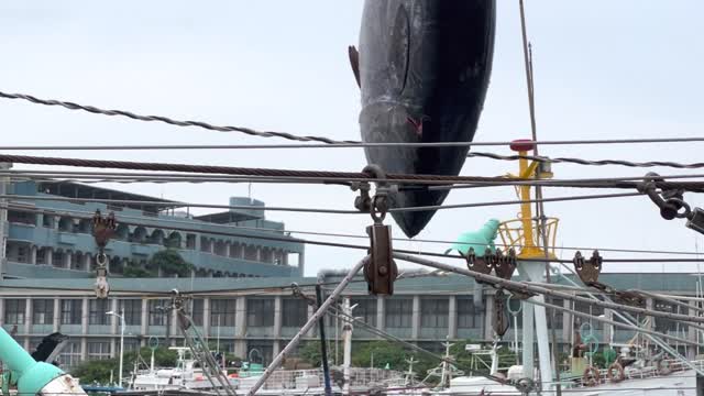 Before going ashore, the bluefin tuna must be hoisted to the height of a skyscraper