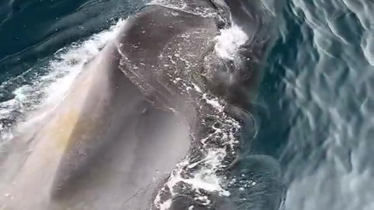 A BIG WHALE SWIMMING WITH EASE IN THE SEA