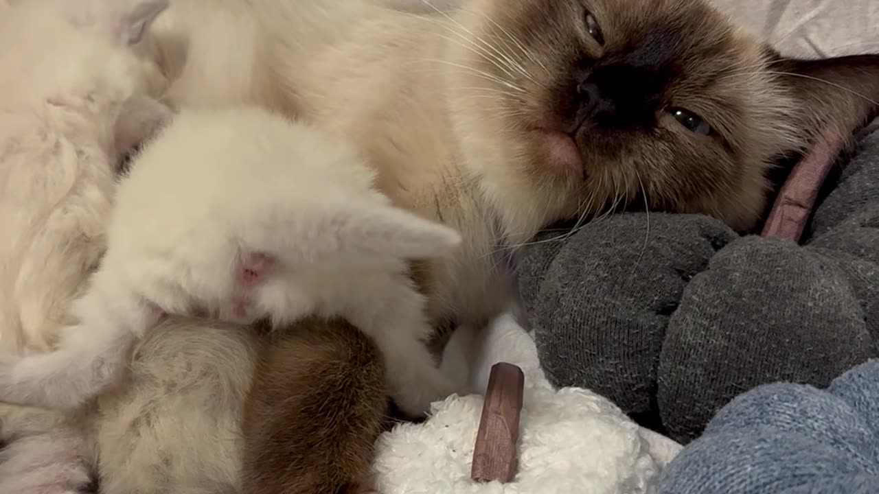 Dinnertime For Fluffy Ragdoll Kittens