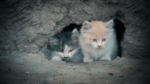 Two kitten sitting outdoors street