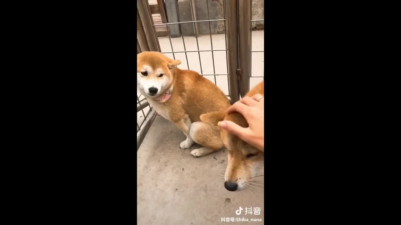 Adorable Puppies