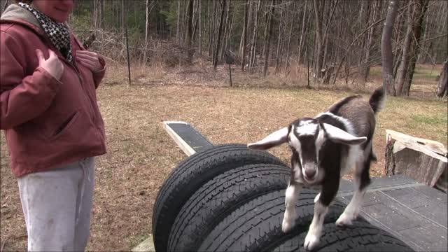 Baby Goat Loves Jumping into Arms for Hugs!