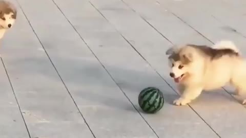 cute and very adorable dog