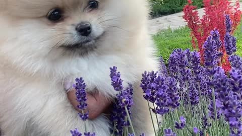 This dog loves flowers