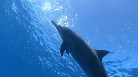 [healing] the clear sea water and beautiful dolphins are fried