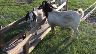 Screaming boer goat