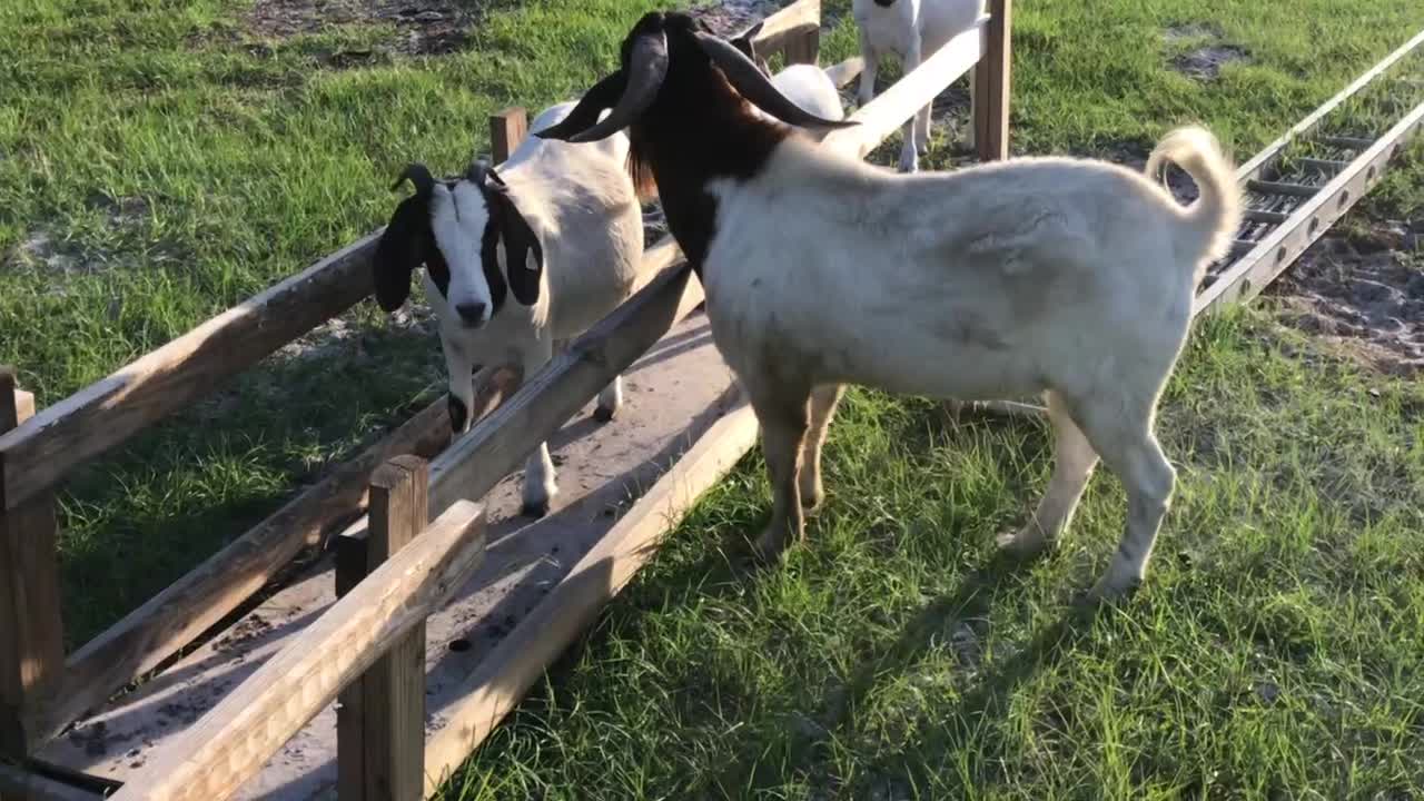 Screaming boer goat