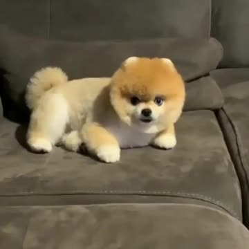 Cute small puppy