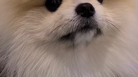 Hungry Pomeranian