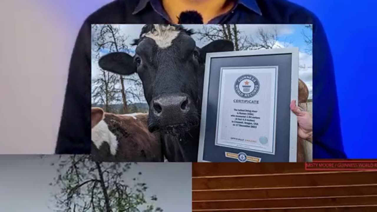 Biggest Bull 🐂🐂🐂🐂🐂