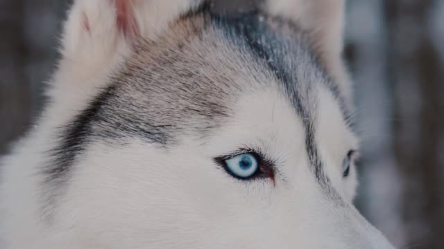 Beautiful dog sitting on Iceland