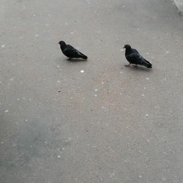 Pigeons in the city with people.