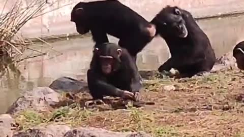 Animals Amazing Video
