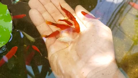 a-footage-of-a-person-feeding-small-fishes