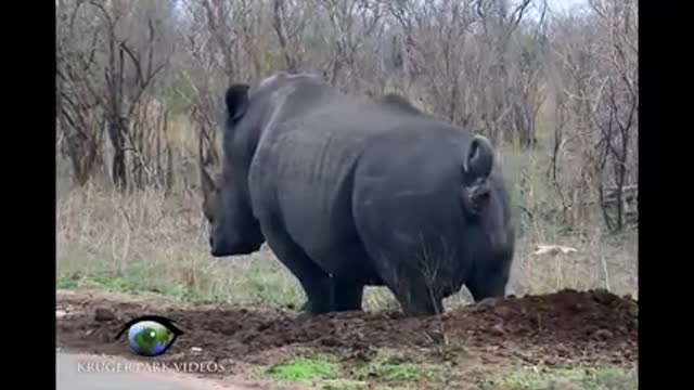 ANIMAIS PEIDANDO TENTE NÃO RIR