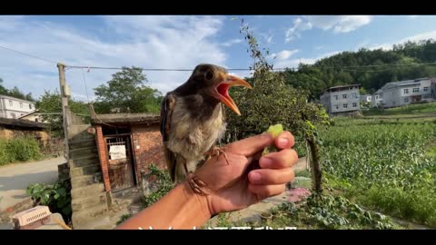 little crow
