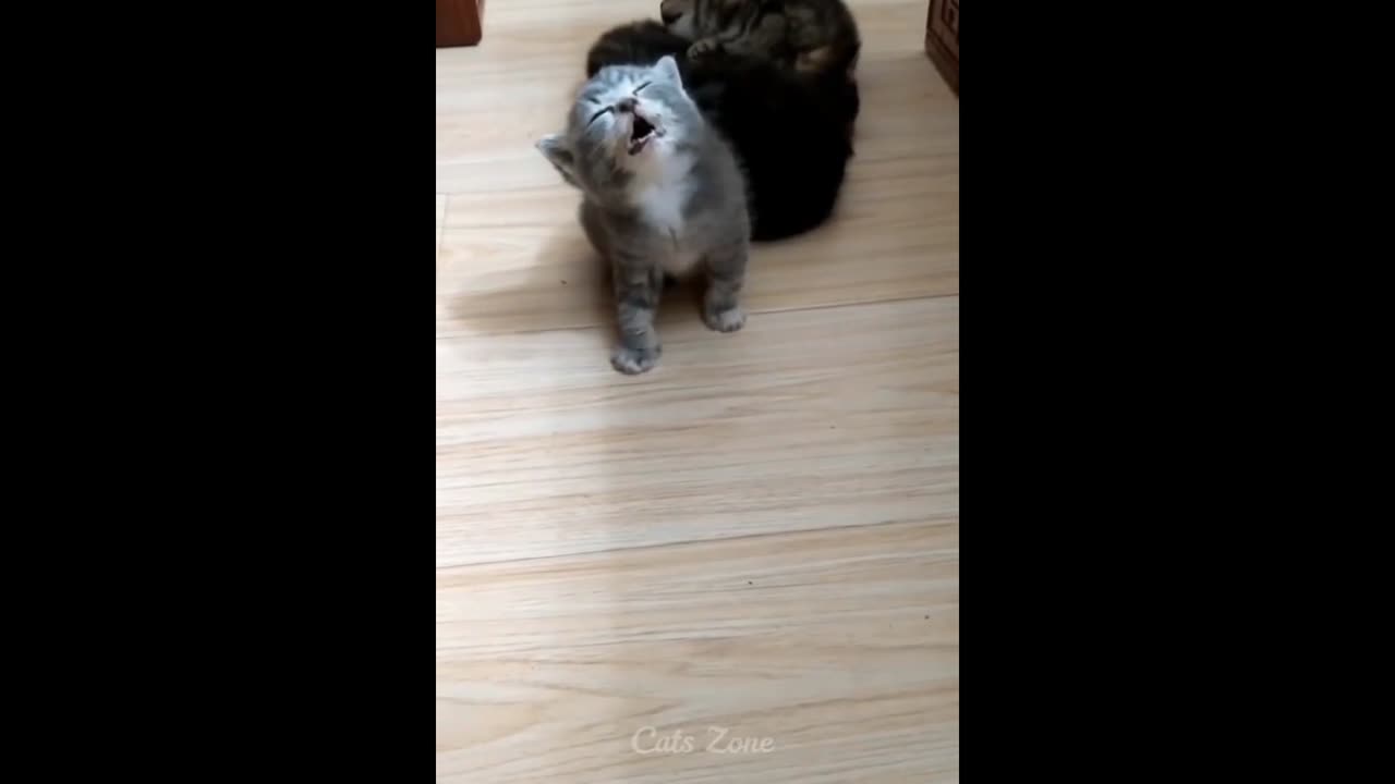 Cat 🐈🐈🐈😺😺 fine video good 😀😀😀