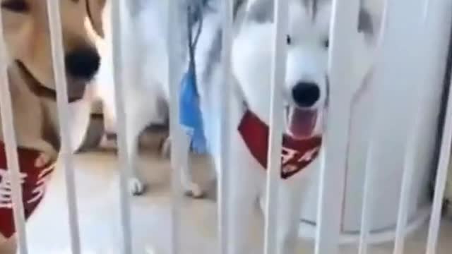 Dogs are shocked after see this