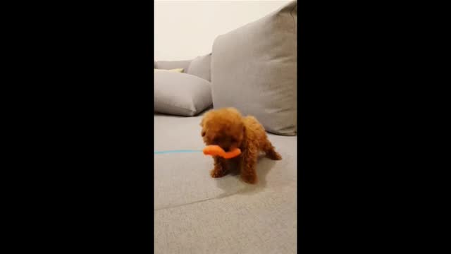 Micro Teacup Red Poodle Puppy