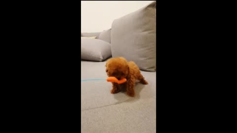 Micro Teacup Red Poodle Puppy